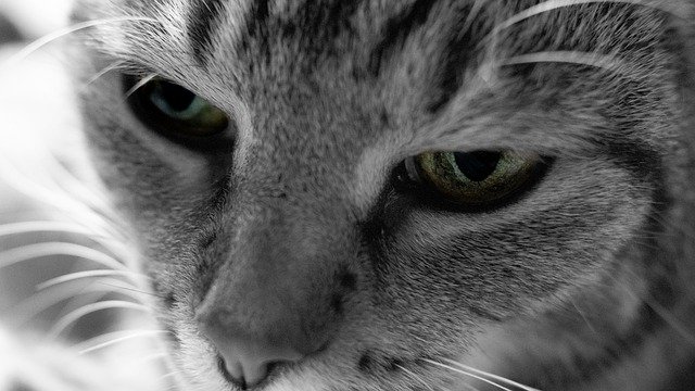 הורדה חינם של Cat Eye Black White - תמונה או תמונה בחינם לעריכה עם עורך התמונות המקוון GIMP
