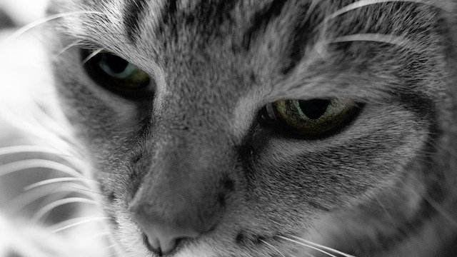 Free download Cat Eye Black White -  free photo or picture to be edited with GIMP online image editor