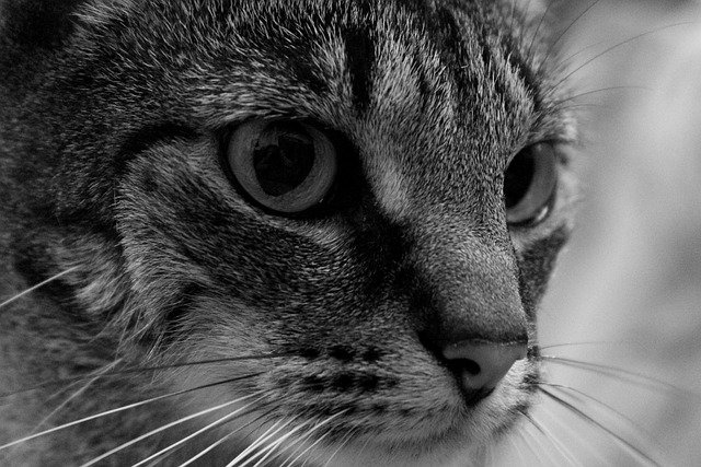 Descarga gratuita Cat Eye Feline: foto o imagen gratuita para editar con el editor de imágenes en línea GIMP