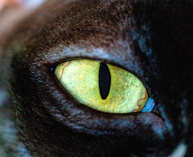 Muat turun percuma Cat Eyes Animals - foto atau gambar percuma untuk diedit dengan editor imej dalam talian GIMP