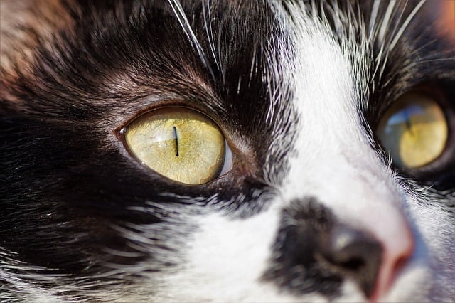 Free download cat eyes cat eyes view free picture to be edited with GIMP free online image editor