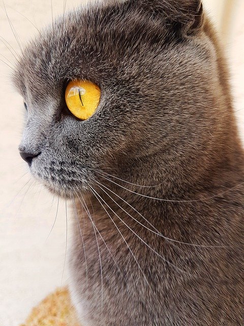 Free picture Cat Eyes Eye -  to be edited by GIMP free image editor by OffiDocs