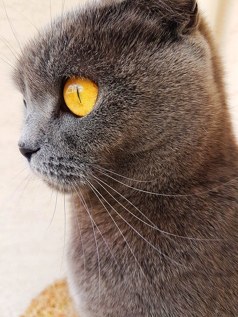 Free download Cat Eyes Eye -  free photo or picture to be edited with GIMP online image editor