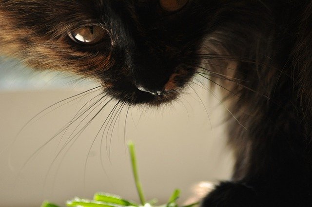 Free download Cat Eye Snout -  free photo or picture to be edited with GIMP online image editor