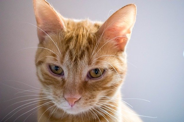 Скачать бесплатно Cat Eyes Pet - бесплатное фото или изображение для редактирования с помощью онлайн-редактора изображений GIMP