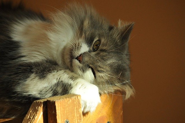 הורדה חינם של Cat Eye Watch - תמונה או תמונה בחינם לעריכה עם עורך התמונות המקוון GIMP