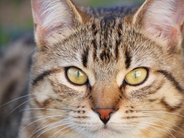 Free download Cat Face Animal -  free photo or picture to be edited with GIMP online image editor