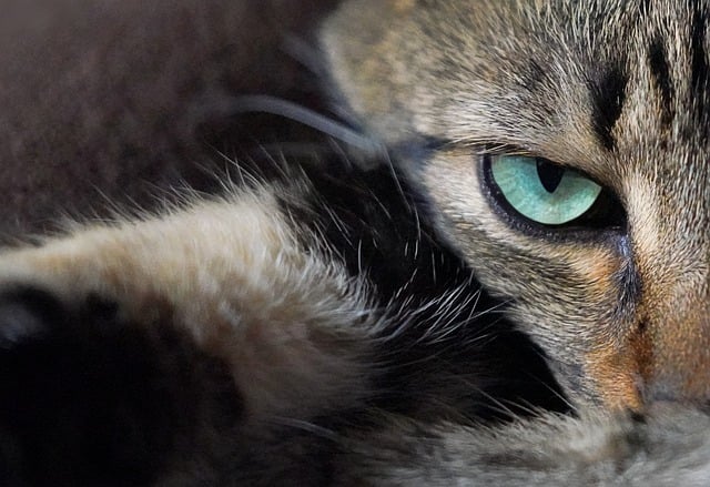 Free download cat face eye look attentive pet free picture to be edited with GIMP free online image editor
