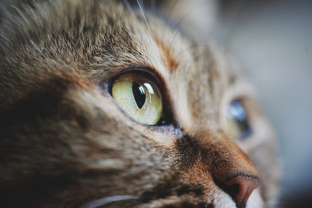 Free download cat face eye pet animal cute free picture to be edited with GIMP free online image editor