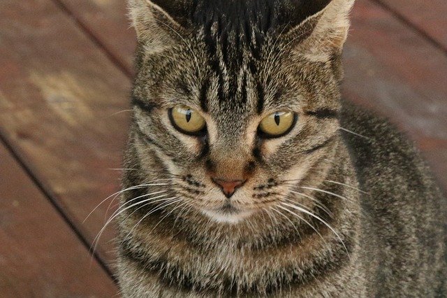 Bezpłatne pobieranie Cat Face Eyes - bezpłatne zdjęcie lub obraz do edycji za pomocą internetowego edytora obrazów GIMP