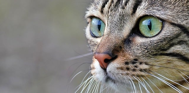 Bezpłatne pobieranie kota twarz oczy zwierzę wygląd zwierzaka za darmo zdjęcie do edycji za pomocą bezpłatnego edytora obrazów online GIMP