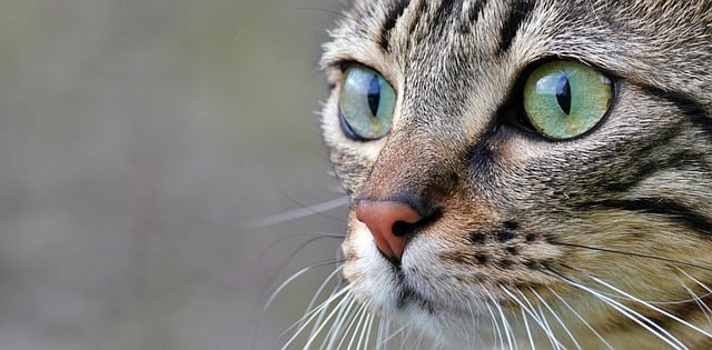 Free download cat face eyes animal pet look free picture to be edited with GIMP free online image editor