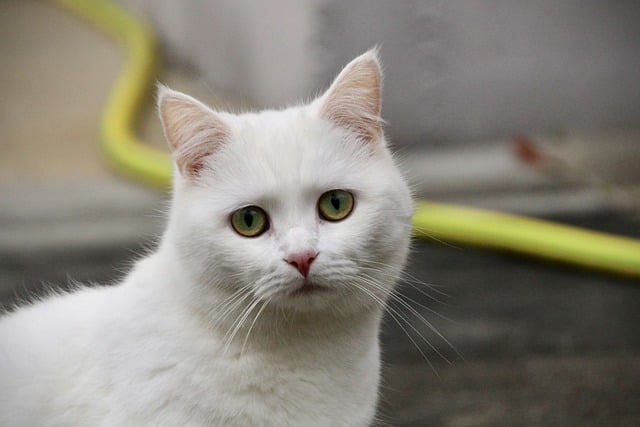 免费下载猫脸猫科动物可爱的免费图片，可使用 GIMP 免费在线图像编辑器进行编辑