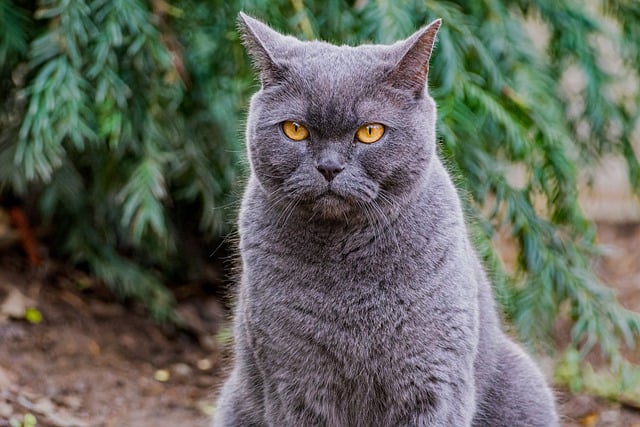 Free download cat face fur mammal whiskers free picture to be edited with GIMP free online image editor