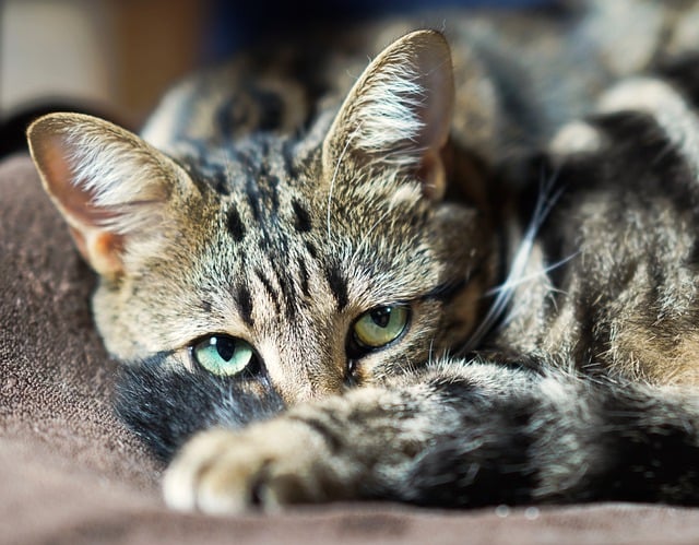 Free download cat face look eyes attentive free picture to be edited with GIMP free online image editor