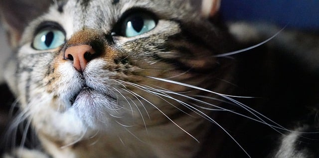 Free download cat face nose whiskers eyes look free picture to be edited with GIMP free online image editor