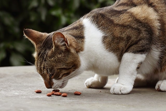 Free download cat feed domestic animal animal free picture to be edited with GIMP free online image editor