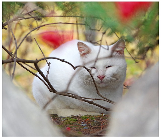 Free download cat feline abandoned nature free picture to be edited with GIMP free online image editor