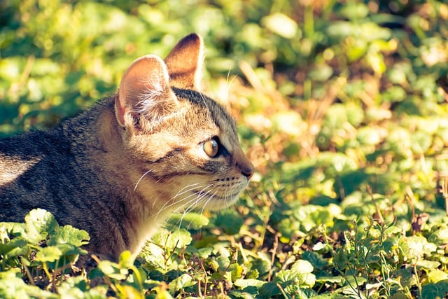 Free download cat feline adorable animal free picture to be edited with GIMP free online image editor