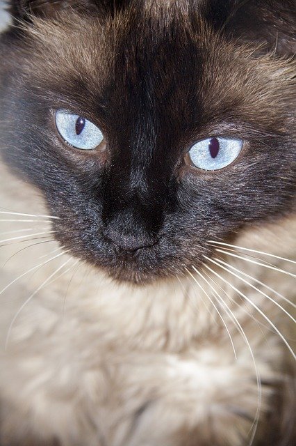Template Photo Cat Feline Animal -  for OffiDocs