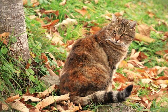 Free download cat feline animal mammal brindle free picture to be edited with GIMP free online image editor
