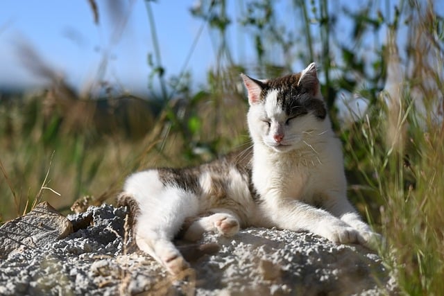 Free download cat feline animal nature outside free picture to be edited with GIMP free online image editor