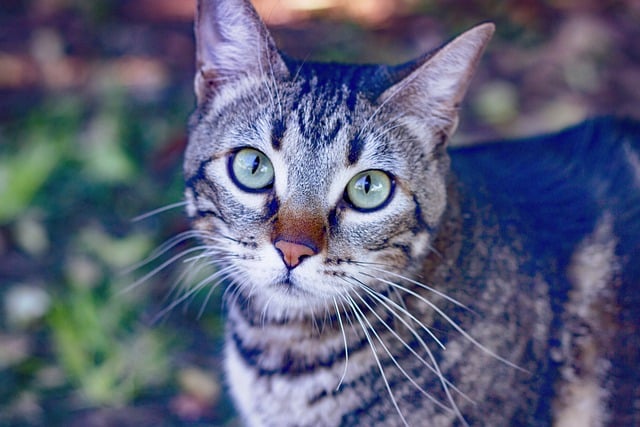 Free download cat feline animal pet free picture to be edited with GIMP free online image editor