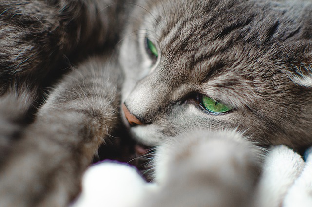 Free download cat feline animal pet gifts free picture to be edited with GIMP free online image editor