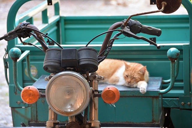 Free download cat feline bike seat greece free picture to be edited with GIMP free online image editor