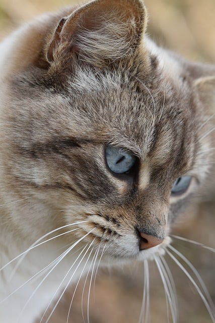 Free download cat feline blue eyes cat alley cat free picture to be edited with GIMP free online image editor