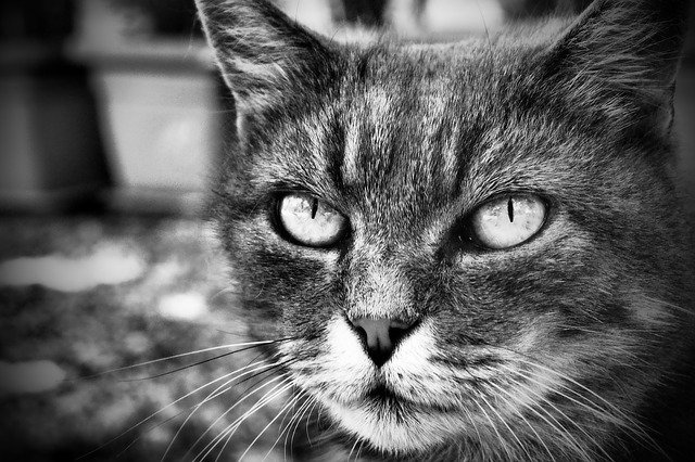 Free download cat feline b n grey wild portrait free picture to be edited with GIMP free online image editor