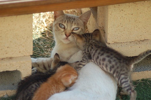 Free picture Cat Feline Breastfeed -  to be edited by GIMP free image editor by OffiDocs