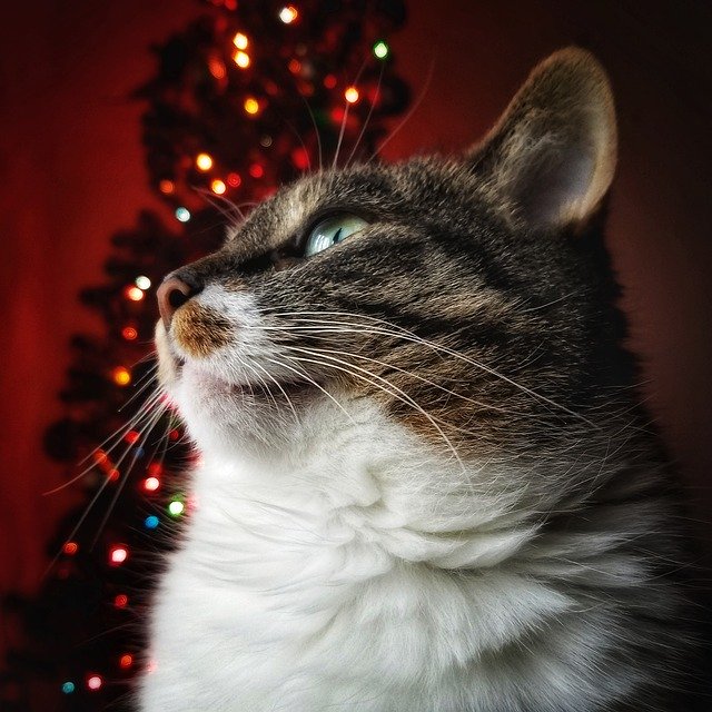 Gratis download Cat Feline Christmas - gratis foto of afbeelding om te bewerken met GIMP online afbeeldingseditor