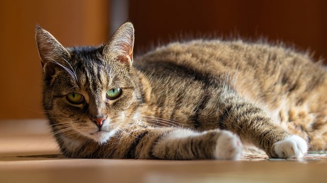 Téléchargement gratuit d'une image gratuite de chat félin animal domestique à modifier avec l'éditeur d'images en ligne gratuit GIMP
