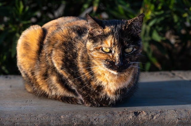Free download cat feline domestic animal animal free picture to be edited with GIMP free online image editor
