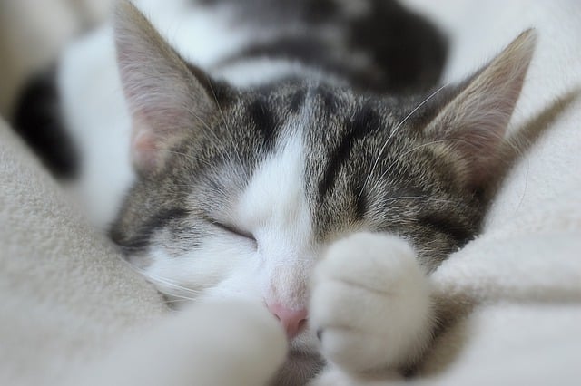 Free download cat feline domesticated animal fur free picture to be edited with GIMP free online image editor