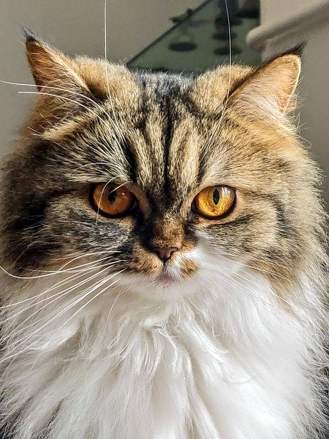 Free download Cat Feline Eyes -  free photo or picture to be edited with GIMP online image editor