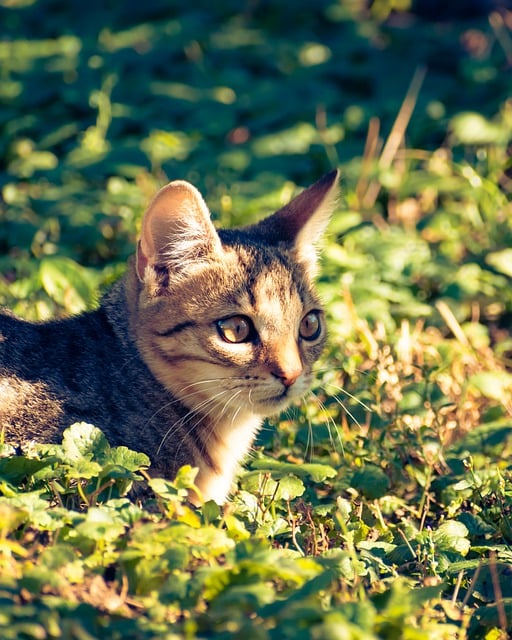 Muat turun percuma mata kucing kucing menghadapi gambar percuma yang comel untuk diedit dengan editor imej dalam talian percuma GIMP