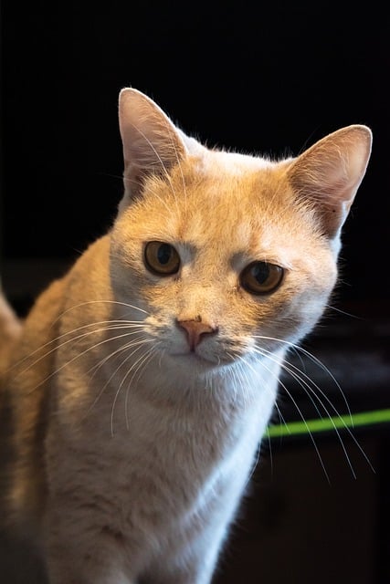 Baixe gratuitamente gato felino rosto olhos curiosos imagem gratuita para ser editada com o editor de imagens online gratuito GIMP