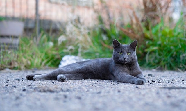Free download cat feline feral farm bokeh free picture to be edited with GIMP free online image editor