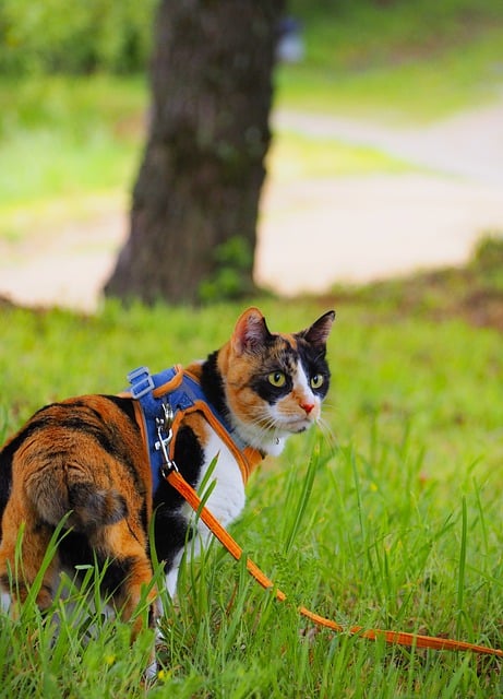 Free download cat feline field playful curious free picture to be edited with GIMP free online image editor