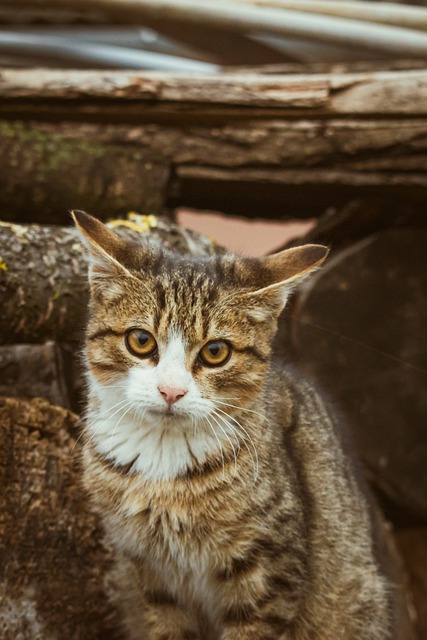 免费下载猫科动物蓬松的毛皮可爱的免费图片，使用 GIMP 免费在线图像编辑器进行编辑
