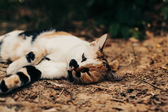 Descărcare gratuită Cat Feline Fur - fotografie sau imagini gratuite pentru a fi editate cu editorul de imagini online GIMP