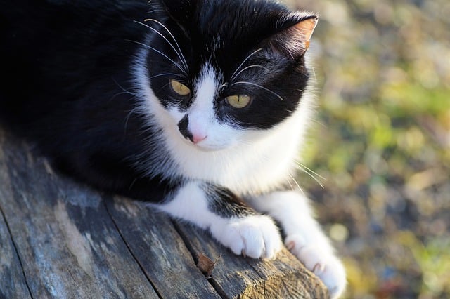 Free download cat feline fur whiskers free picture to be edited with GIMP free online image editor
