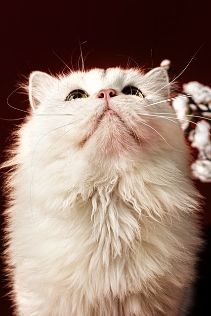 Free download cat feline fur whiskers cute pet free picture to be edited with GIMP free online image editor