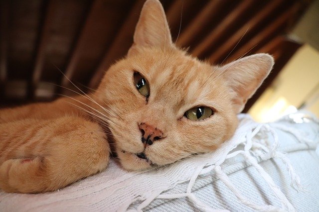 Muat turun percuma Cat Feline House - foto atau gambar percuma untuk diedit dengan editor imej dalam talian GIMP