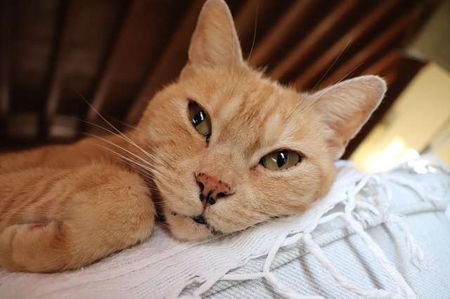 Free download Cat Feline House -  free photo or picture to be edited with GIMP online image editor