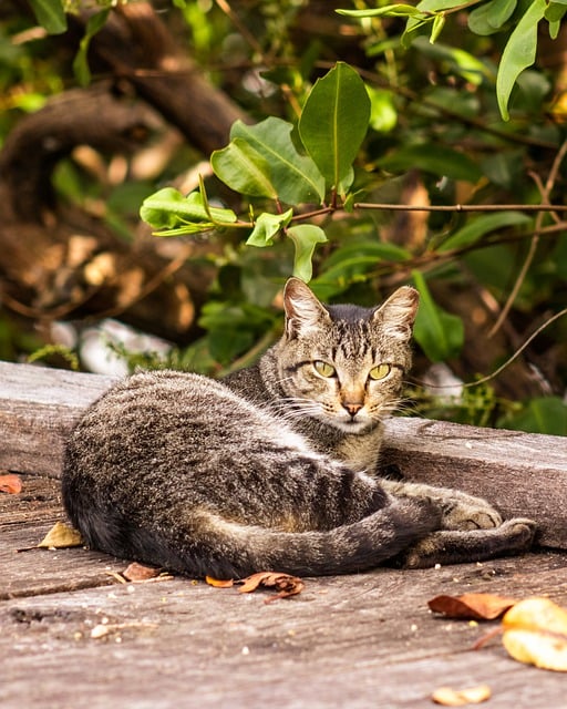 Baixe gratuitamente imagem gratuita de gato felino gatinho animal ao ar livre para ser editada com o editor de imagens online gratuito GIMP