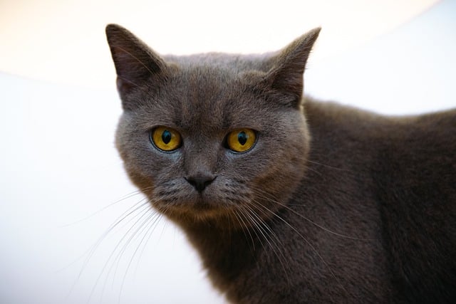 Скачать бесплатно кошка кошачий котенок серый кот бесплатно изображение для редактирования с помощью бесплатного онлайн-редактора изображений GIMP