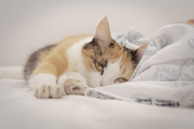 Free download cat feline kitten kitty pet free picture to be edited with GIMP free online image editor